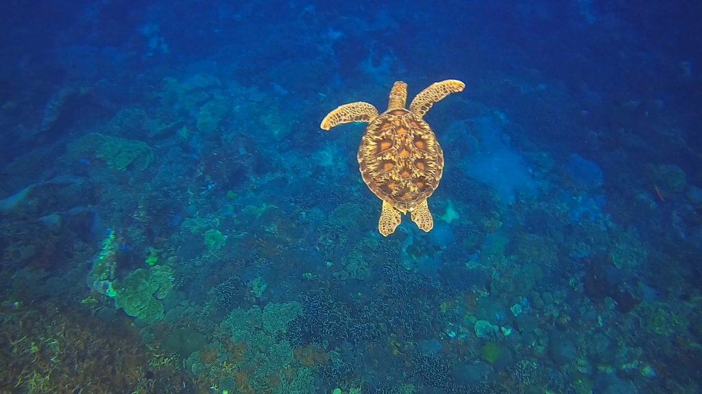 Swimming turtle